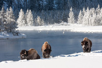 Bulls, River, Trees