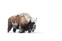 Trudging Through Snow