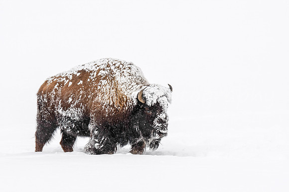 Trudging Through Snow