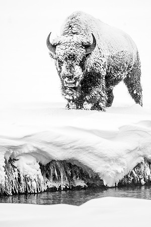 Snowy Bison B+W