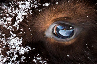 Beauty is in the Eye of the Beholder