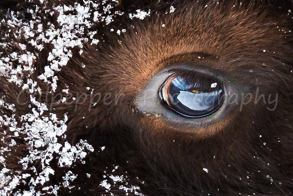 Beauty is in the Eye of the Beholder