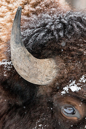 Eye and Horn