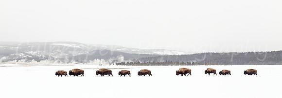 Follow the Leader Panoramic