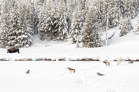 Howling Wolves with Bison