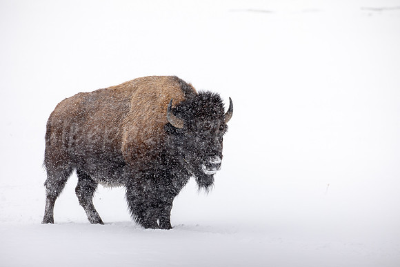 Snowy Bison