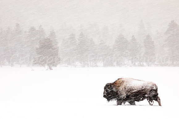 Snow Blur Bison 1