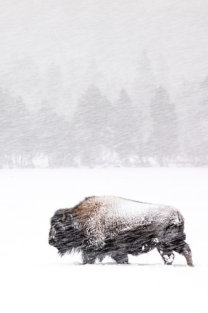 Snow Blur Bison 2