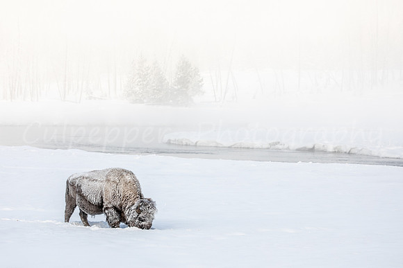 Winter Bull