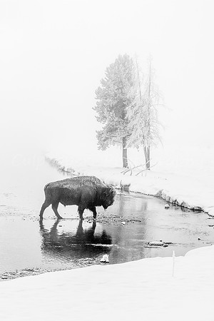 B+W Foggy Bison