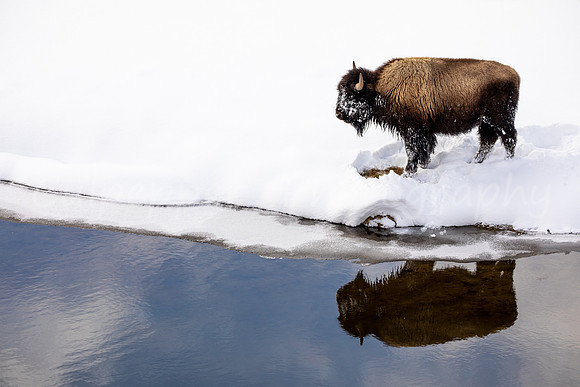 Reflective Bison