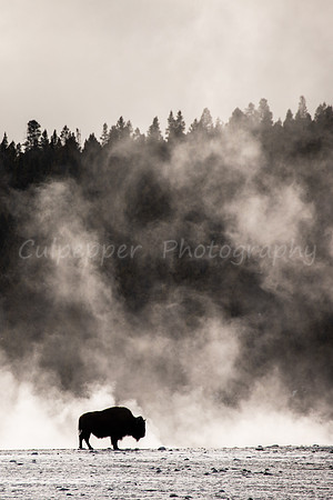 Steamy Bison