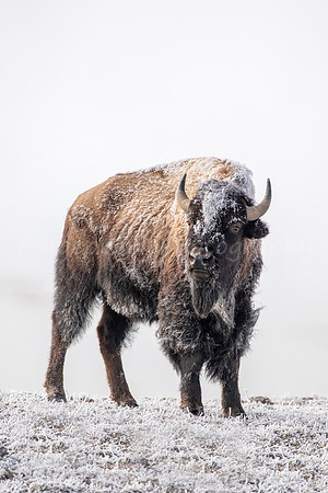 Young Frosty Bull