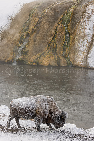 Thermal Bull