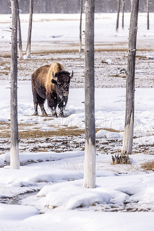 Bobbysock Bison 2