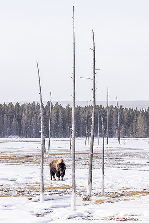 Bobbysock Bison 1
