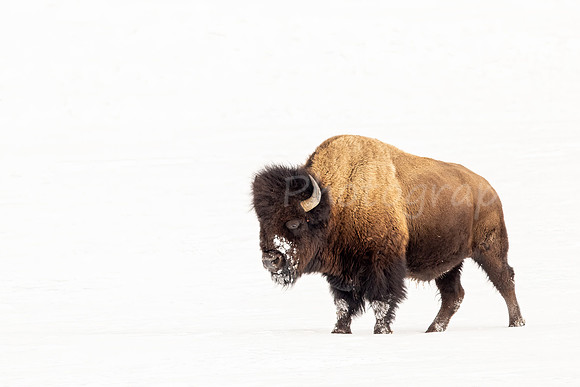 Bull Bison on White