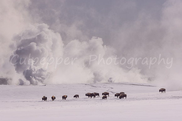Yellowstone Iconic Bison