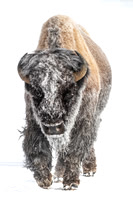 Winter Bison