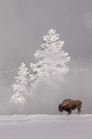 Ghost Tree & Bison