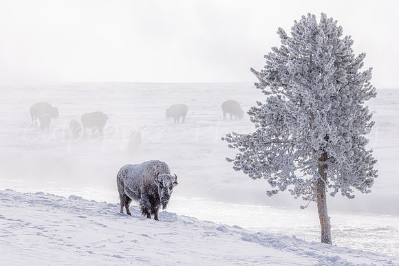 Frosty Tree & Bison