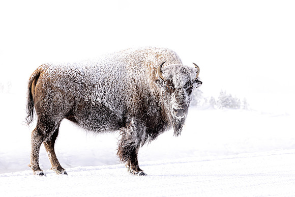 High-key Bison