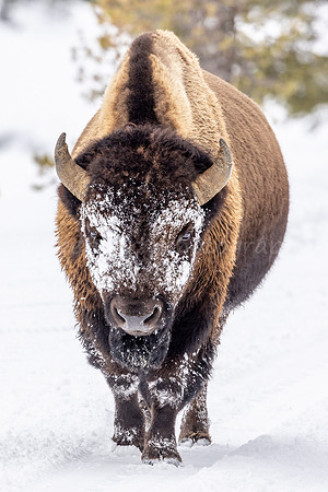 Snowy Bison Face