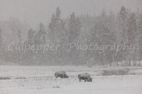 Snowy Bison Landscape