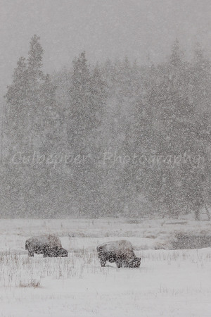 Snowy Bison Portrait