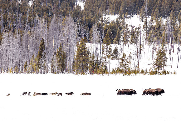 The Chase