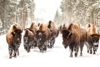 Winter Wildlife