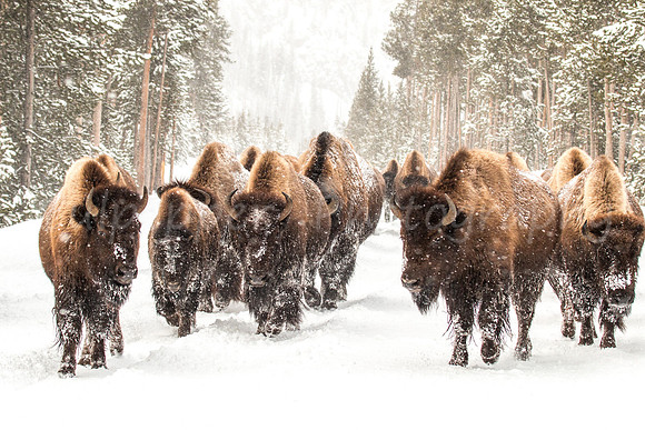 Women's March Through Yellowstone