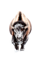 Snowy Face Bison