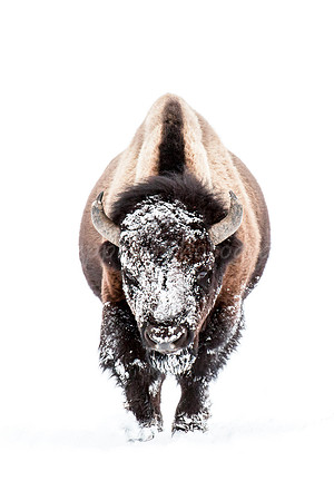 Snowy Face Bison