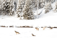 Call of the Wild