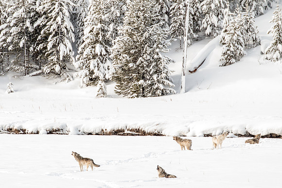 Call of the Wild