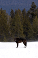 Black Wolf Stare