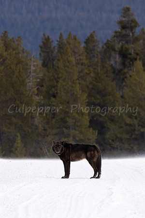 Black Wolf Stare
