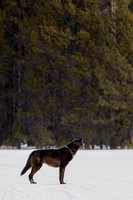 The Howl