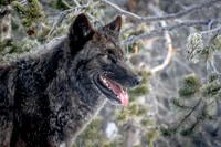 Wolf Profile