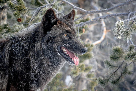 Wolf Profile