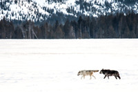 Canyon Wolf Pack Love 1
