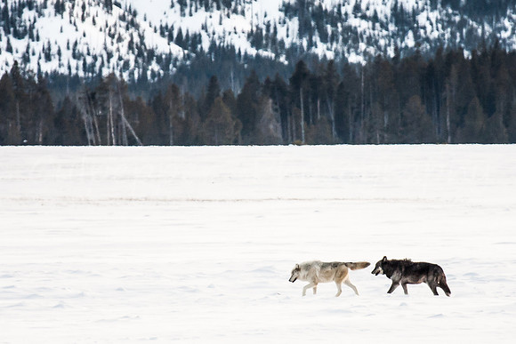 Canyon Wolf Pack Love 1