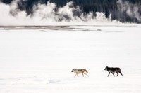 Canyon Wolf Pack Love 2