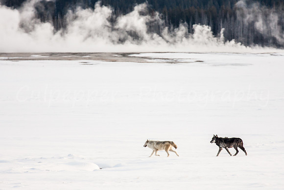 Canyon Wolf Pack Love 2