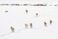Gray Winter Wolves
