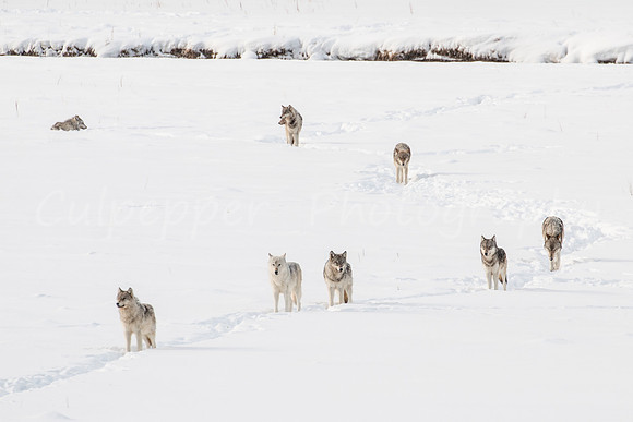 Gray Winter Wolves