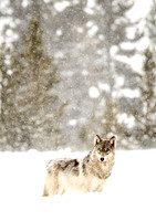 Snowy Wolf