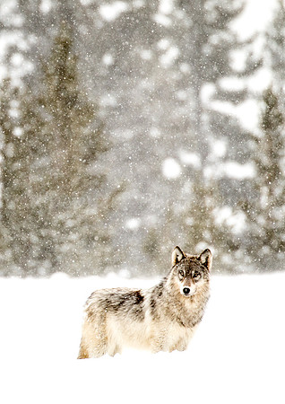 Snowy Wolf