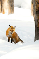 On the hunt